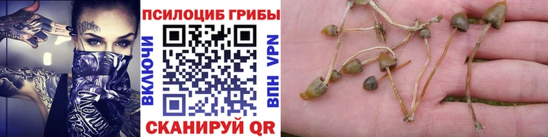 Псилоцибиновые грибы MAGIC MUSHROOMS  Новосибирск 